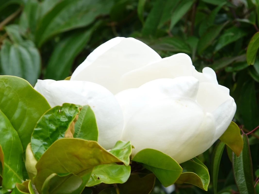 grandiflora Goliath